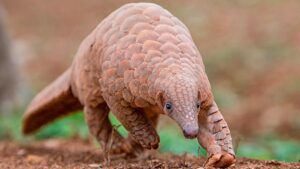 How scientists are using ‘DNA maps’ to expose pangolin trafficking hubs