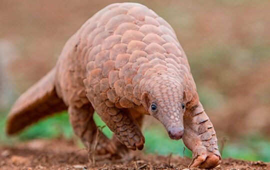 How scientists are using ‘DNA maps’ to expose pangolin trafficking hubs
