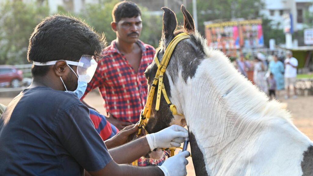 Nearly 200 samples from joyride horses in Chennai sent to Haryana to test for glanders