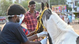 Nearly 200 samples from joyride horses in Chennai sent to Haryana to test for glanders
