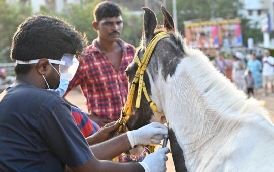 Nearly 200 samples from joyride horses in Chennai sent to Haryana to test for glanders