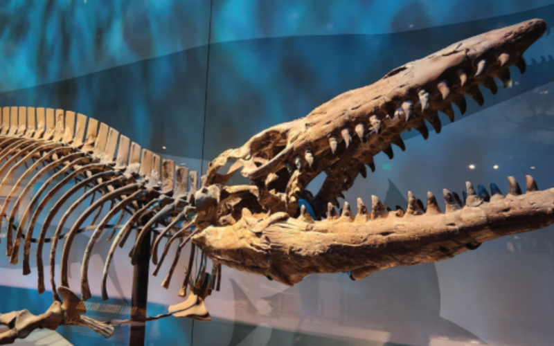 ‘T. rex of the Sea’: Scientists discover 43-foot ‘King of the Tylosaurs’ that terrorized oceans 145 million years ago