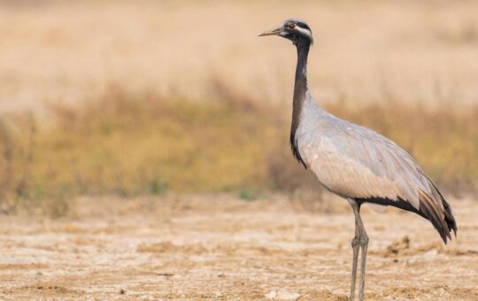 A ‘ballerina’ from Eurosiberia finds a new stage in India