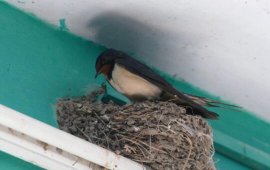 Barn swallows in Manipur may have shed migratory trait