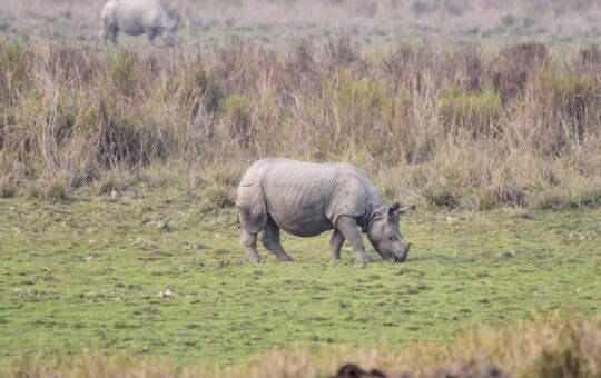From weed to wealth: Assam women turn water hyacinth into livelihoods near rhino habitat
