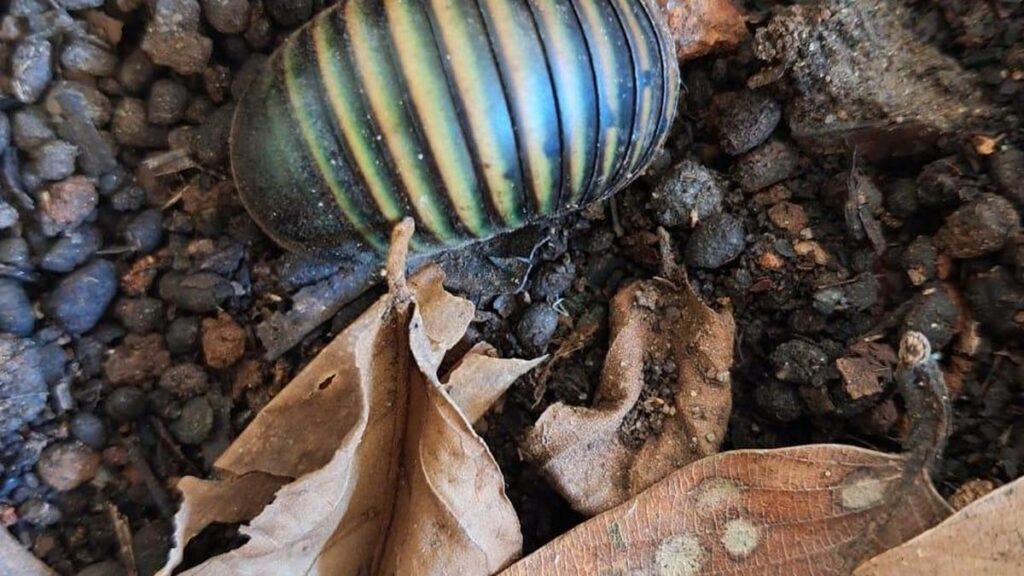 New study reveals self-cleaning mechanism of green pill millipede in Western Ghats