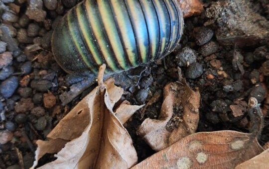 New study reveals self-cleaning mechanism of green pill millipede in Western Ghats