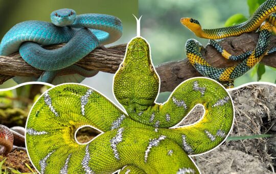 How new fossils and modern technology are tracing the origins of snakes