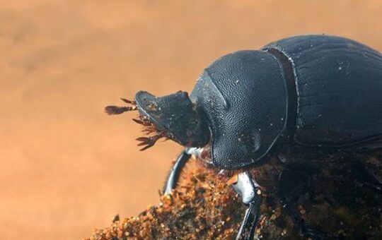 Science Snapshots: May 31, 2026