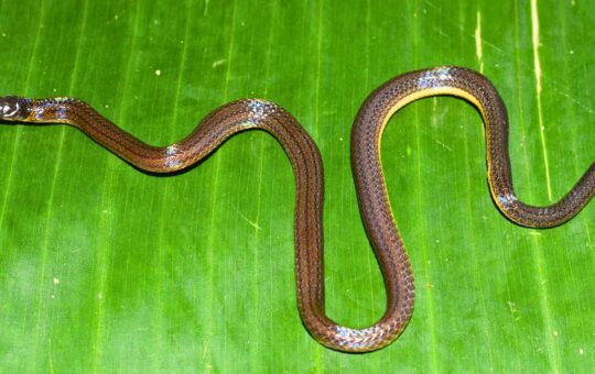 Meghalaya yields new burrowing reed snake