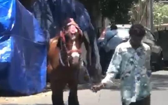 Joyride horse dies of highly contagious zoonotic disease disease in Chennai; Tamil Nadu goes into alert mode