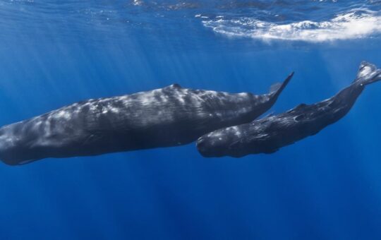 Sperm whale ‘clicks’ have complex patterns similar to human speech