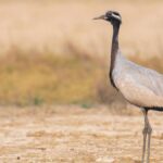 यूरोसिबीरिया की एक बैलेरीना ने भारत में पाया नया मंच