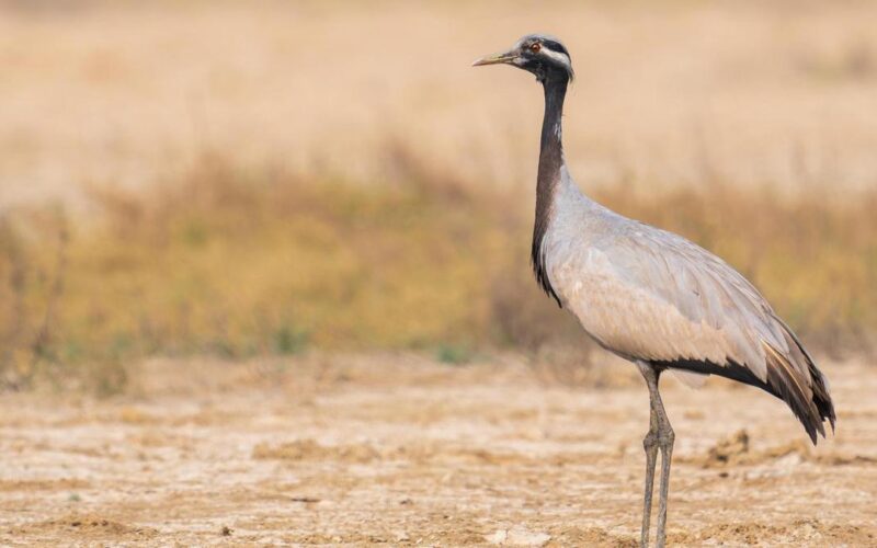 A ‘ballerina’ from Eurosiberia finds a new stage in India