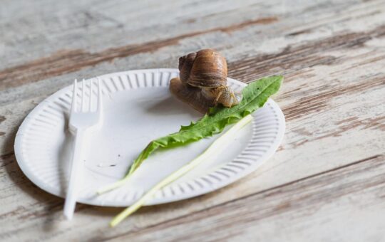 Slow consumption is the new cool