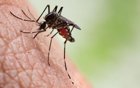 Why are some people mosquito magnets?